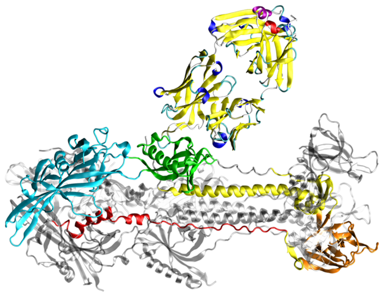 Model of an antigen-binding fragment