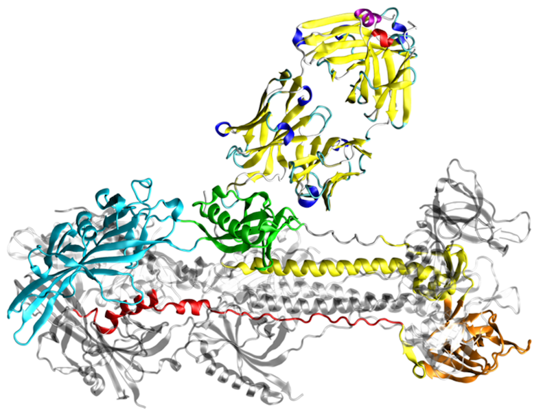 Modellkomplex antigenbindendes Fragment