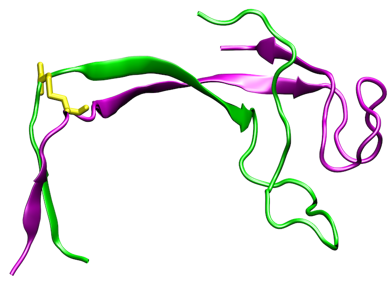 Modell S8C-Variante des A6-Peptids