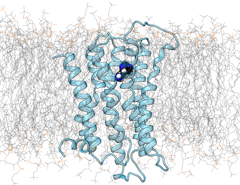 Struktur des Histamin-H1-Rezeptors