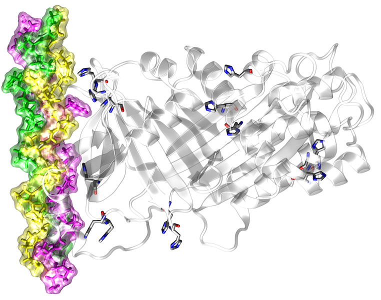 Chaperon HSP47 / collagen complex