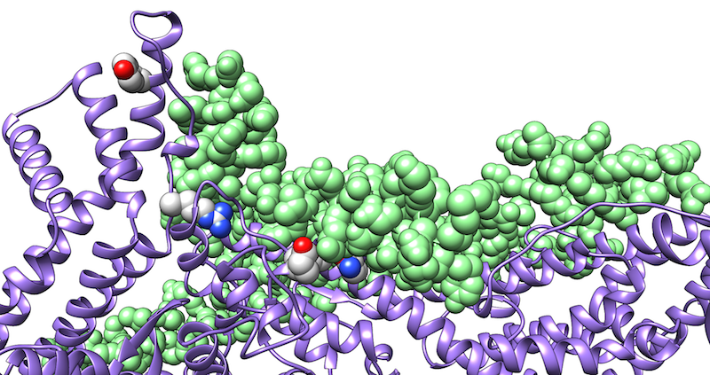 Protein-Protein-complex CYFIP and WAVE1