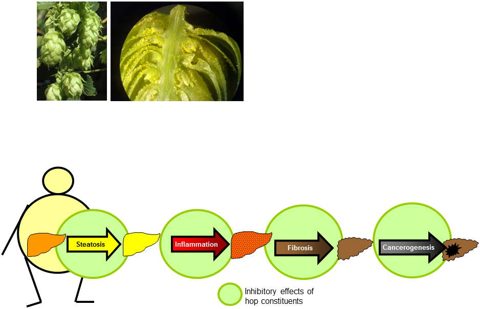 Hepatoprotective effects of hop ingredients