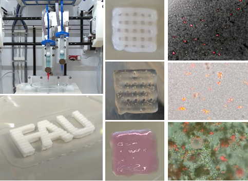 The picture shows examples of biofabrication