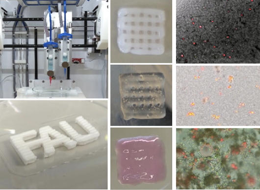 Collage aus verschiedenen Beispielen 3-D gedruckter Zellmodelle